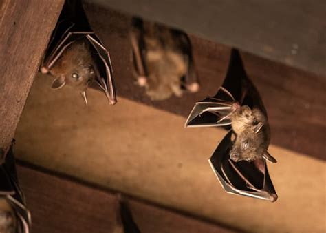 Big Brown Bat Summer Habitat Bat Control