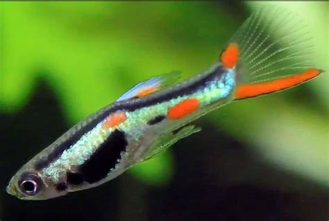 They also adapt quickly to their environment and this is what makes them perfect for beginner aquarists. Keep Endler Guppies in the Aquarium - Aquarium-Fish-Plants.com