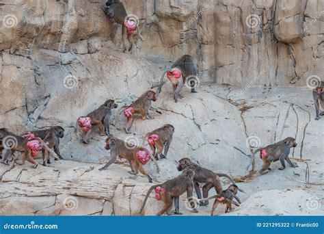 Herd Of Female Baboons With Red Swollen Folds Of Skin Around The