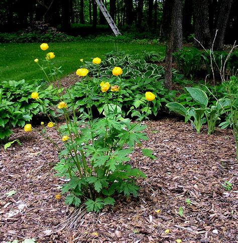 Shade Perennials Knechts Nurseries And Landscaping