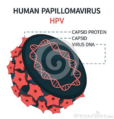 Internal Model Of Human Papillomavirus Cell Hpv Cartoon Vector Cartoondealer Com