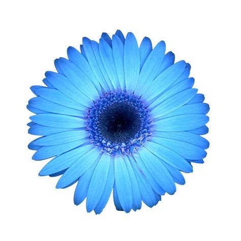 These beauties are a sign of heartache and admiration. Understanding the Symbolism and Meaning of the Color of ...