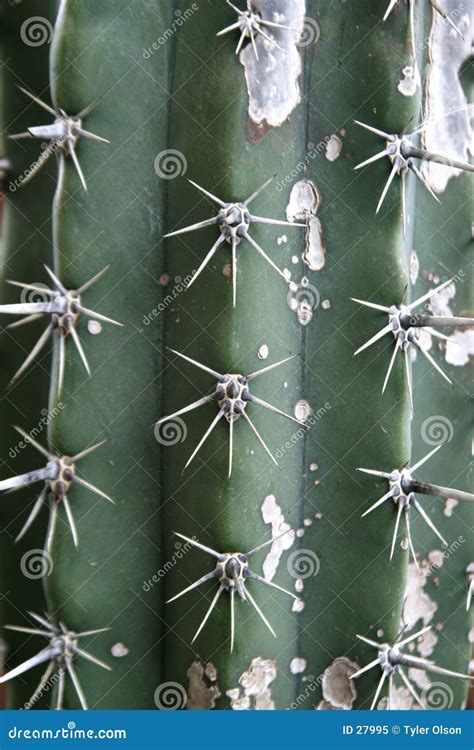 Cactus Texture Royalty Free Stock Photo Image 27995