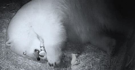 Sea World Twin Polar Bear Cubs Born To Mother Liya In