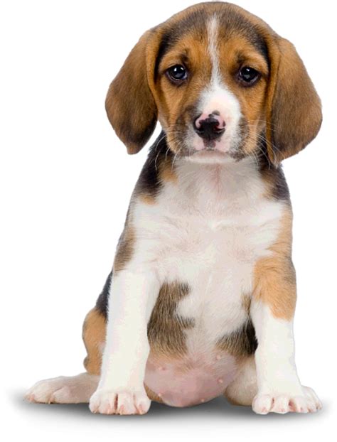 Cute Dog Png Image Purepng Free Transparent Cc0 Png Image Library