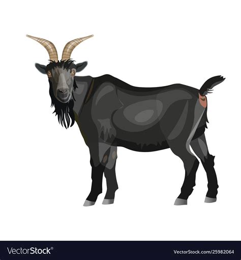 Black Goat Standing Royalty Free Vector Image Vectorstock