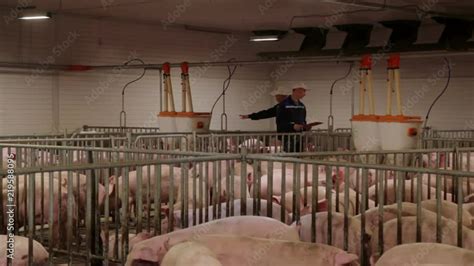 Pig Farm Workers Examining Pigs At A Pig Farm Intensive Pig Farming