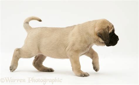 Dog Fawn English Mastiff Pup Trotting Across Photo Wp14024