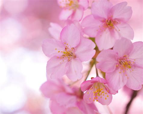 Free Download Blurring Sakura Pink Flowers Wallpapers 1920x1080 252430