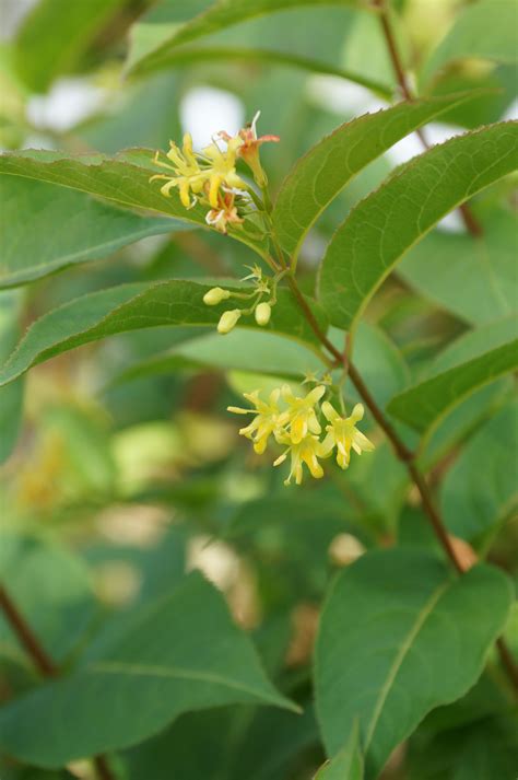 Nov 19, 2016 · in the ground: Bush-honeysuckle (Diervilla lonicera) - Wild Seed Project