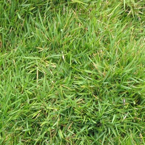 Read our tips of caring for your zoysia grass. Zoysia matrella AUSTRALIAN GRASS - Trees.lk