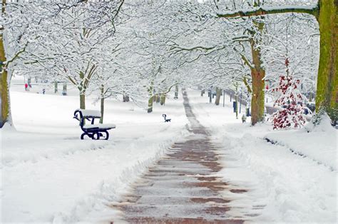 무료 이미지 나무 자연 분기 날씨 눈이 내리는 크리스마스 시즌 눈송이 배경 계절 가지 눈보라 좋은