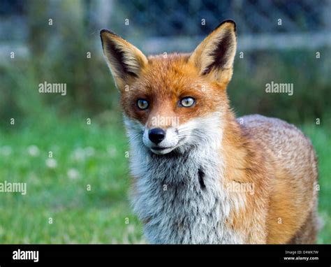 European Red Fox Vulpes Vulpes The Largest Of The True Foxes Stock