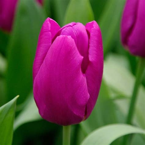 Tulip Purple Prince Plant Buy Tulip Plants Online In Pakistan Baghpk