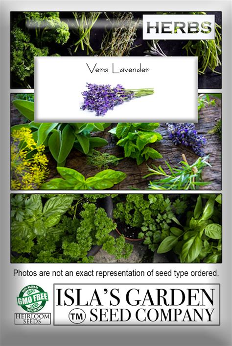 Vera Lavender Seeds 1000 Heirloom Seeds Per Packet Non Gmo Seeds