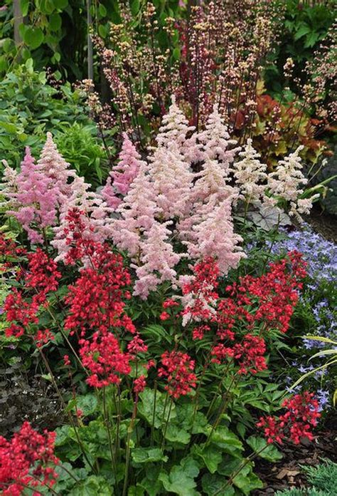 Great Perennials For Shade All Of Them Deer Resistant Deer