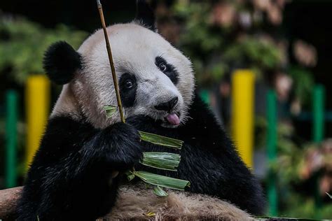 B The First Ancestors Of Giant Pandas Probably Lived In Europe