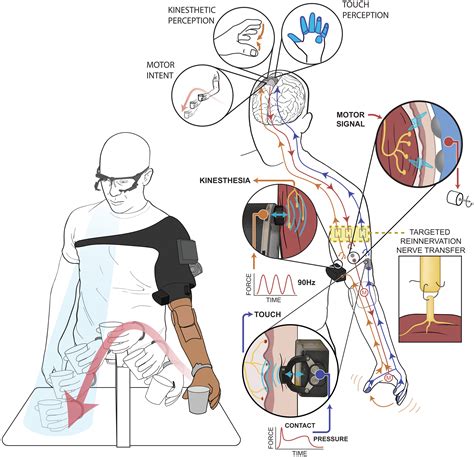 Neurorobotic Fusion Of Prosthetic Touch Kinesthesia And Movement In Bionic Upper Limbs