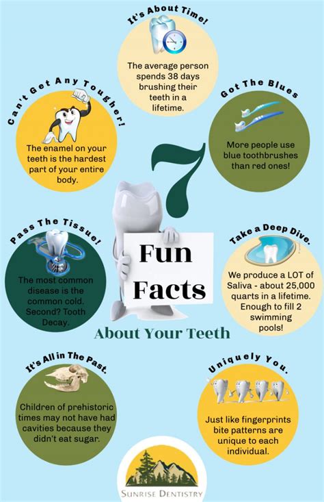 7 fun facts about your teeth infographic sunrise dentistry