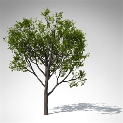 3d Tree Asia Plant Xfrogplants Model