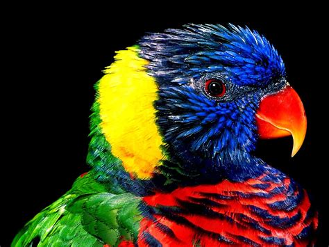 Macbook Background Bird Parrot Colorful 🔥 Free Top Photos