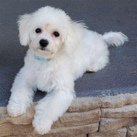 Bichon Frise Puppies For Sale Easley Sc 319665