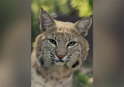 How to draw the new roblox lynx adopt me pet for winter 2020.easy step by step drawing tutorial.if you need, feel free to pause as you draw. Dakota Zoo - Animals