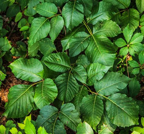 Poison Ivy In The Garden How To Get Rid Of And Treat Poison Ivy The