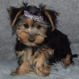 If you are looking for a morkie, we ensure that we'll provide you a pup with a very good health. Morkie Puppies for Sale in PA | Morkie Puppy Adoptions