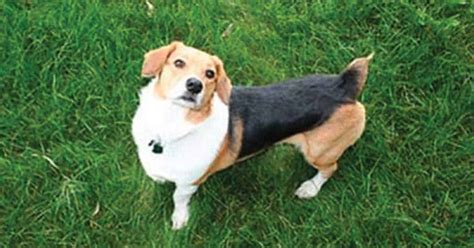 Short And Sweet Meet The Corgi Beagle Mix My Dogs Name