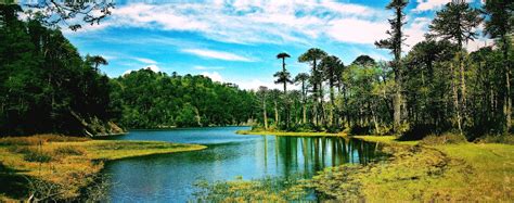 Lake Chile Forest Clouds Grass Trees Monkey Puzzle Tree Reflection Hill Nature