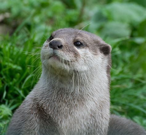 Otter Posing Saxman1597 Flickr