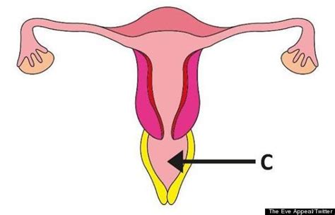 Cervical lymph nodes are present in the neck region. Where Is The Vagina? Many Women Surveyed Don't Seem To Know