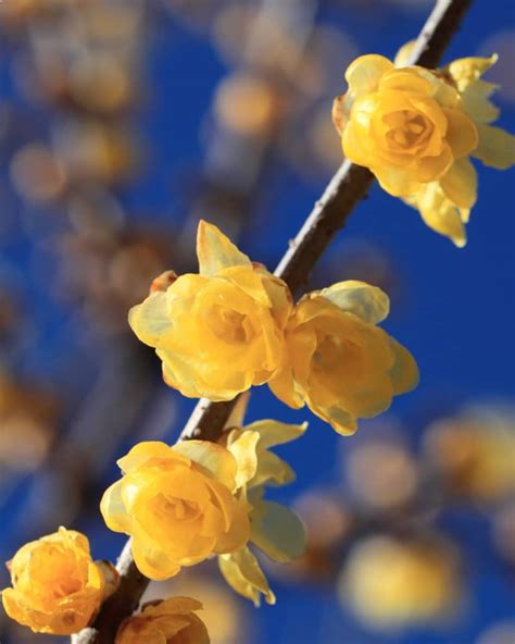 Wintersweet Advice On Caring For This Fragrant Winter Blooming Wonder