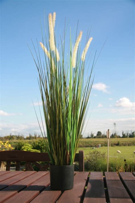 Schilfgras blechdach bienensterben paletten lounge garten kaufen bienenhaltung sichtschutz terrasse nisthilfen hummeln die bienenbox ermöglicht es auf einfache weise ökologisch zu imkern. Details zu 90 cm Dekogras Deko Gras Kunstgras Ziergras ...