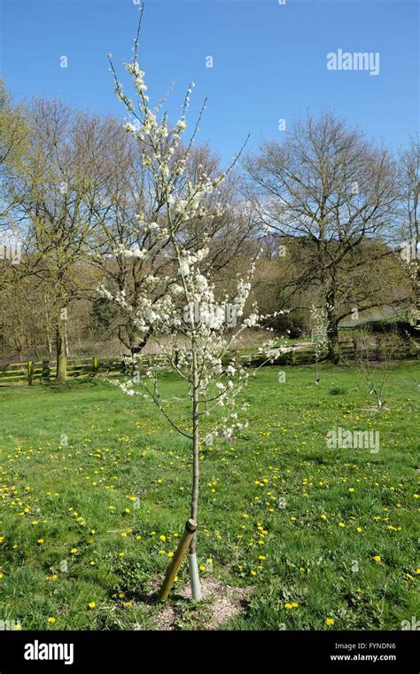 Young Fruit Tree In Blossom Stock Photo Alamy