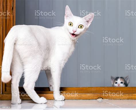 Funny Crazy Cat Stock Photo Download Image Now Domestic Cat