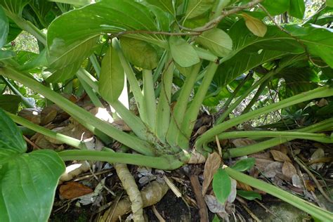 Just as easy as propagating. Monstera adansonii Schott | Plants of the World Online ...