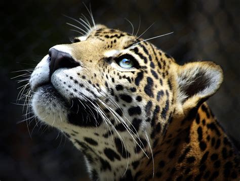 Leopard Wallpapers Wallpaper Cave