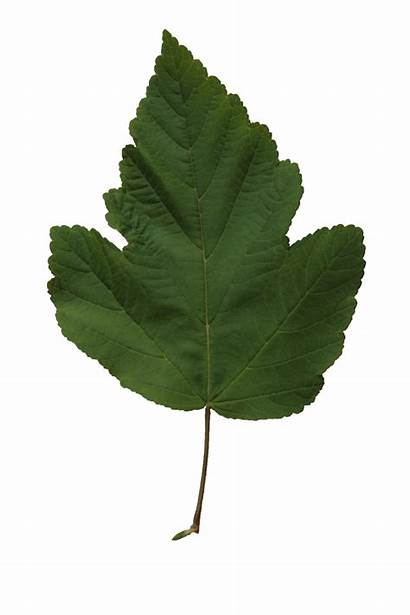 Leaf Texture Poplar Leaves Cut Trees Resolution