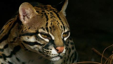 Rare Ocelot Spotted On Camera At South Texas Wildlife Refuge