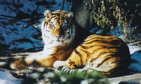 The new zoo in the city needs more big cats. "Are you talking to me?" asks Helga | Cheyenne mountain ...