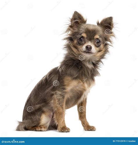Chihuahua Puppy 6 Months Old Isolated On White Stock Photo Image Of