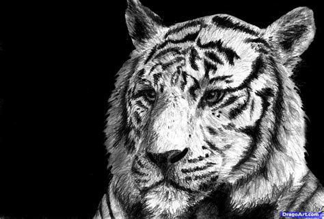 How To Draw A White Tiger Draw A Tiger In Pencil Step By