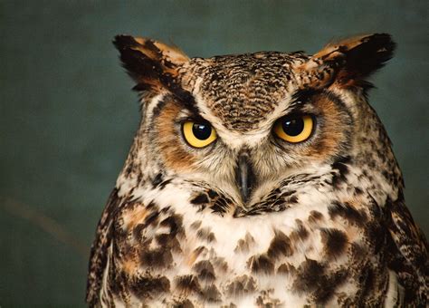 great horned owl photos