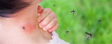 All About Mosquito Bites Bugg Control Inc Pest Control