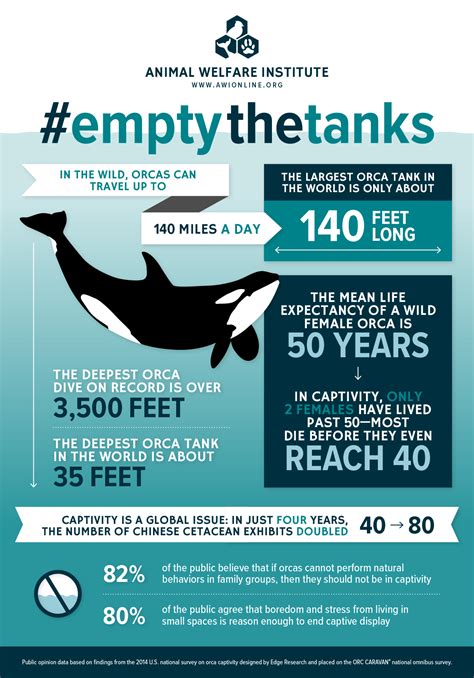 Infographic For Orcas In Captivity Animal Welfare Institute