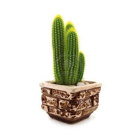 How To Care For A Cactus Plant Indoors Or Outdoors