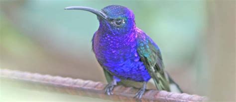 Active tail movement while feeding, white collar contrasts with male's throat. Trochilidae - Hummingbirds -- Discover Life