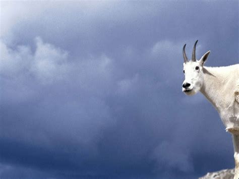 Mountain Goat Wallpapers Top Free Mountain Goat Backgrounds